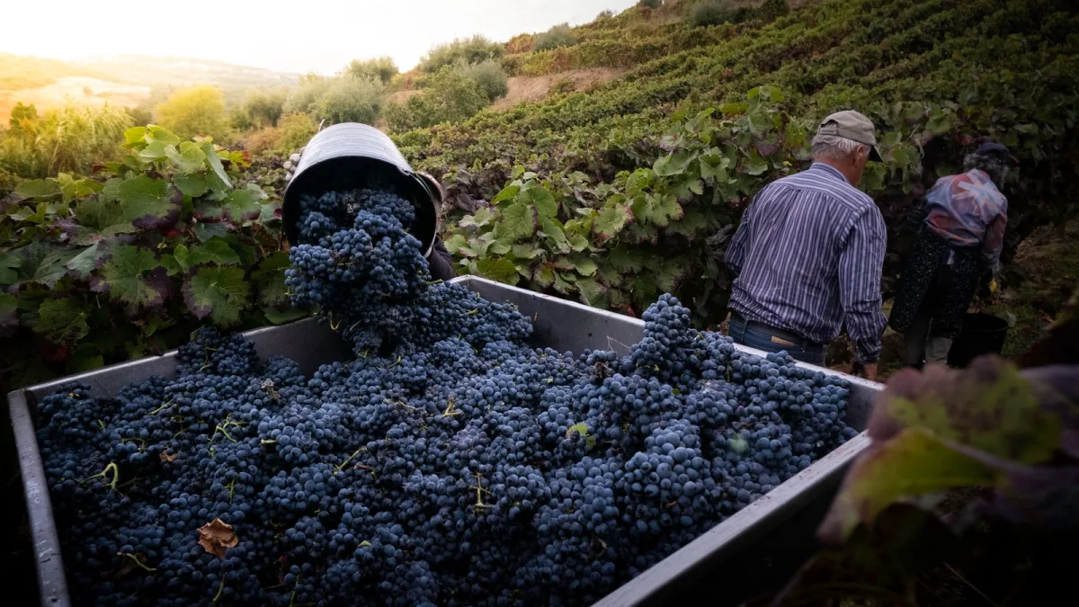 Vendangeurs versant une hotte de raisin noir dans une benne au milieu des vignes