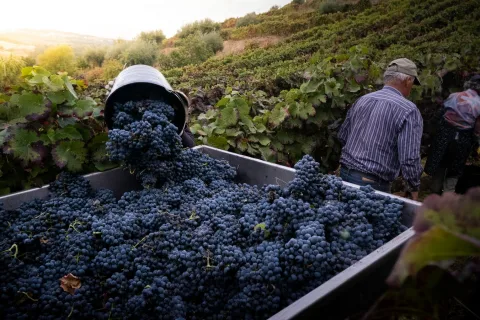 Vendangeurs versant une hotte de raisin noir dans une benne au milieu des vignes